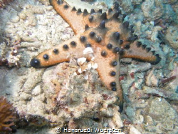 Granulated Sea Star - Choriaster granulatus
and Harlekin... by Hansruedi Wuersten 